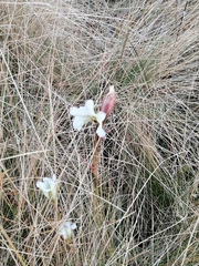 Gentiana spathacea