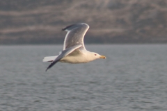 Larus fuscus