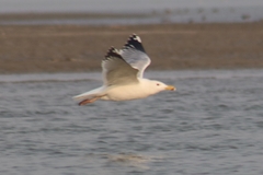 Larus fuscus