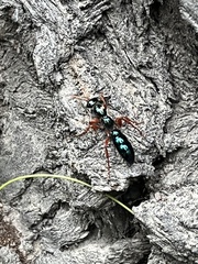 Diamma bicolor