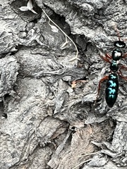 Diamma bicolor