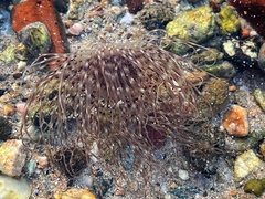 Pachycerianthus solitarius