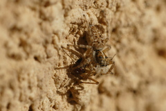 Menemerus semilimbatus