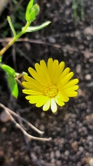 Calendula suffruticosa