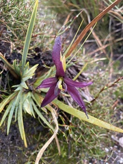Isophysis tasmanica