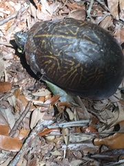 Terrapene carolina bauri