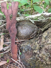 Terrapene carolina bauri