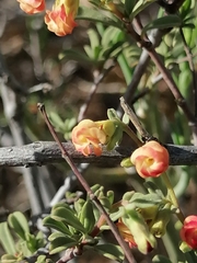Hermannia diversistipula