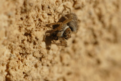 Menemerus semilimbatus