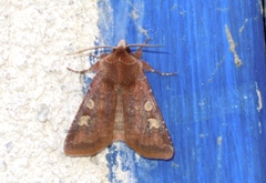 Cerastis leucographa