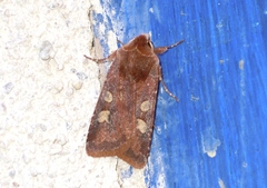 Cerastis leucographa