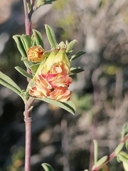 Hermannia diversistipula