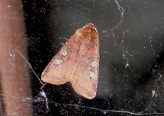 Cerastis leucographa