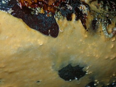 Halisarca sacra