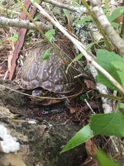 Terrapene carolina bauri