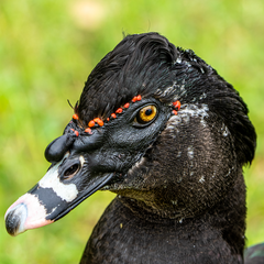 Cairina moschata domestica