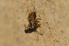 Menemerus semilimbatus