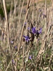 Lavandula multifida