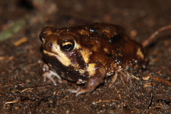 Breviceps adspersus
