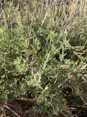 Lavandula multifida