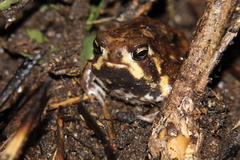 Breviceps adspersus