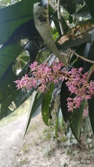 Ardisia sanguinolenta