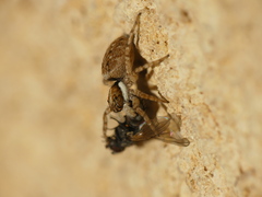 Menemerus semilimbatus