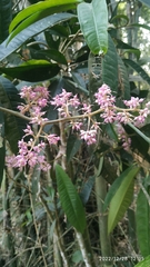 Ardisia sanguinolenta
