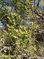 Ziziphus lotus