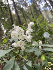 Anopterus glandulosus