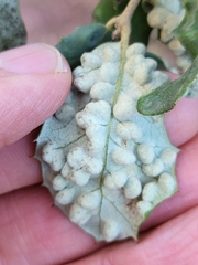 Dryomyia lichtensteinii