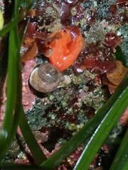 Cnemidocarpa finmarkiensis