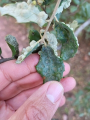 Dryomyia lichtensteinii