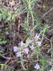 Thymus vulgaris