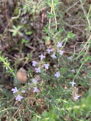 Thymus vulgaris
