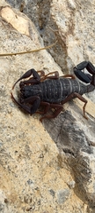 Centruroides