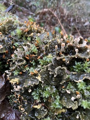 Peltigera