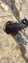Centruroides