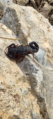Centruroides