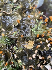Peltigera