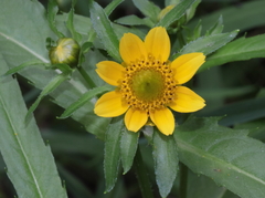 Bidens cernua