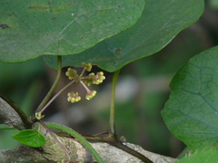Stephania japonica