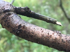 Phaeocalicium curtisii