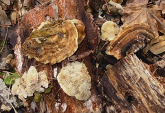 Trametes warnieri