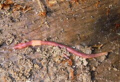 Eisenia fetida