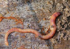 Eisenia fetida