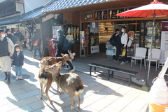 Cervus nippon centralis