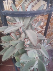 Kalanchoe tomentosa