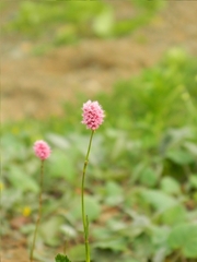 Bistorta carnea