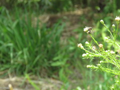 Brachygastra lecheguana